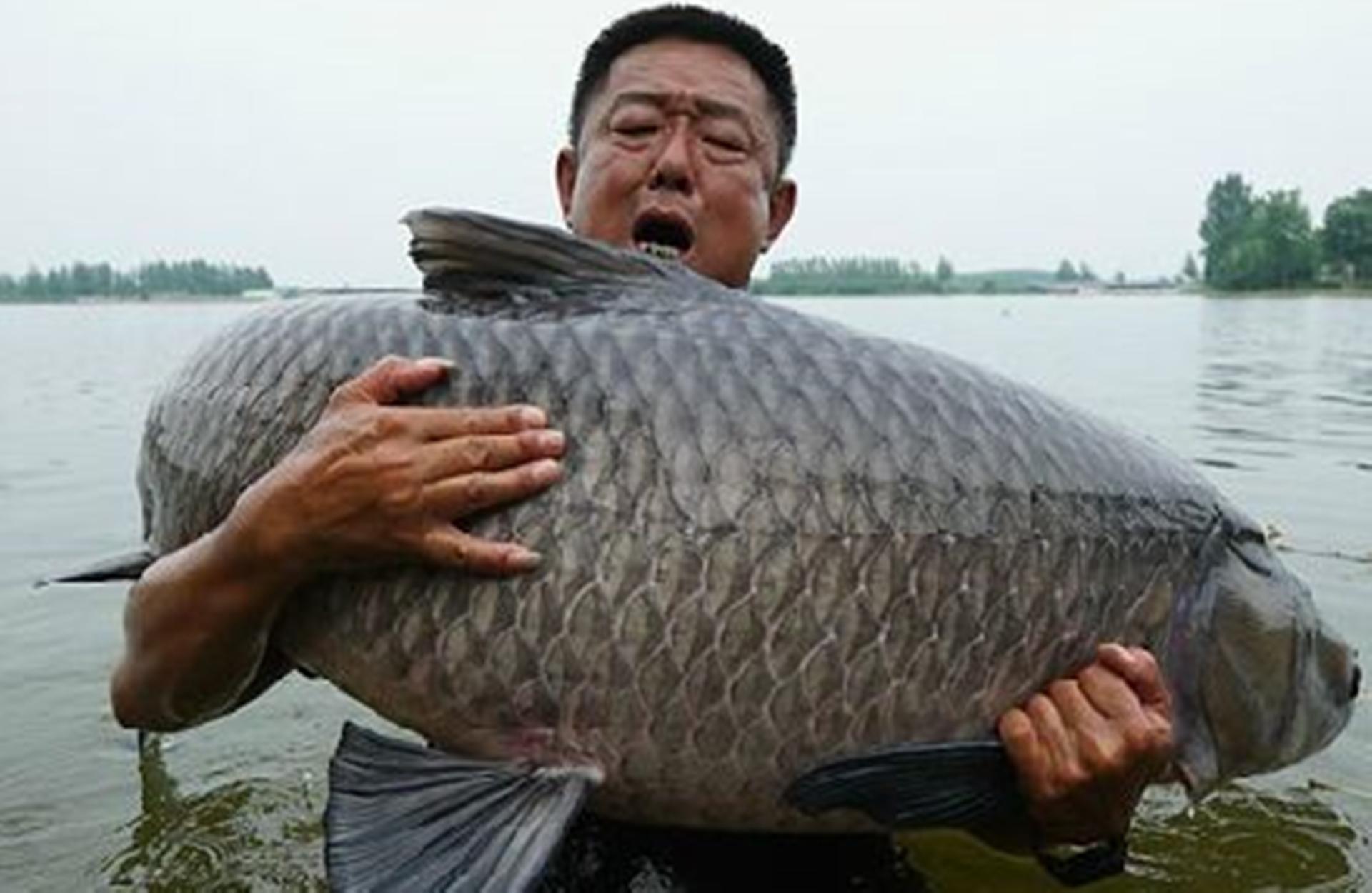 李大毛最新钓鱼视频，湖畔的静谧时光